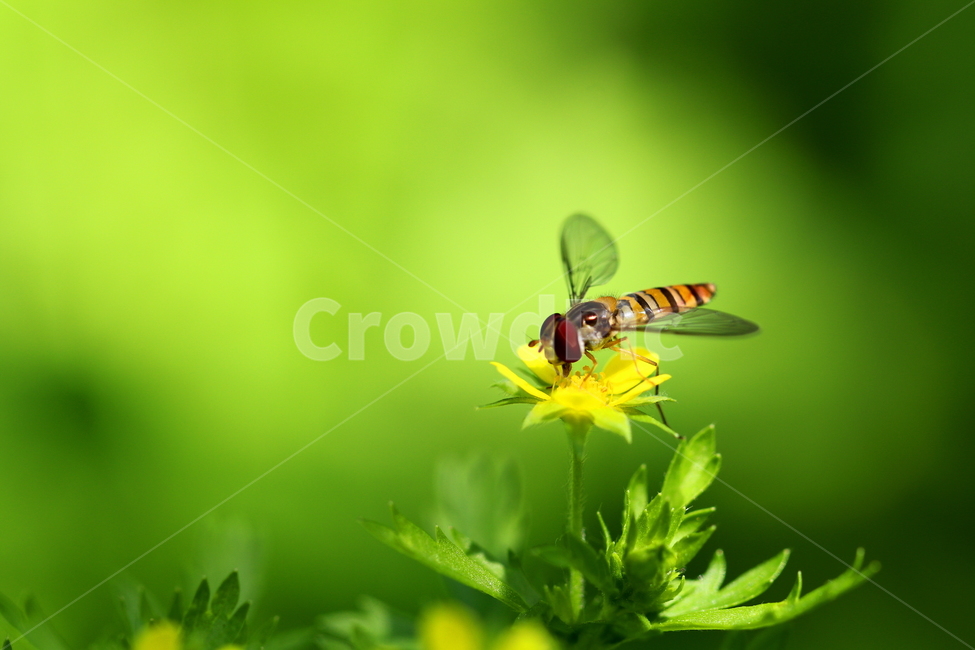 식물,동물,꽃,곤충,벌,식물,자연,plants,nature,꽃,flower,동물,animal,곤충,벌레,insect,bug