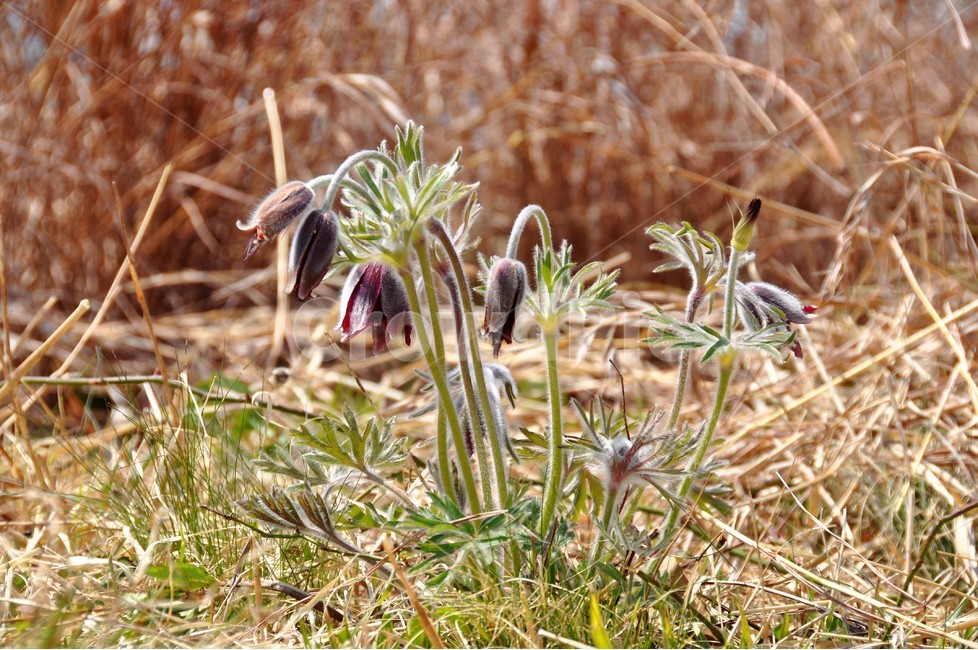 할미꽃,식물,자연,꽃,봄,식물,자연,plants,nature,꽃,flower