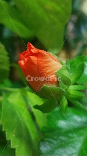 꽃,자연,플라워,색감,개화,flower,분홍,식물,자연,plants,nature,꽃,flower