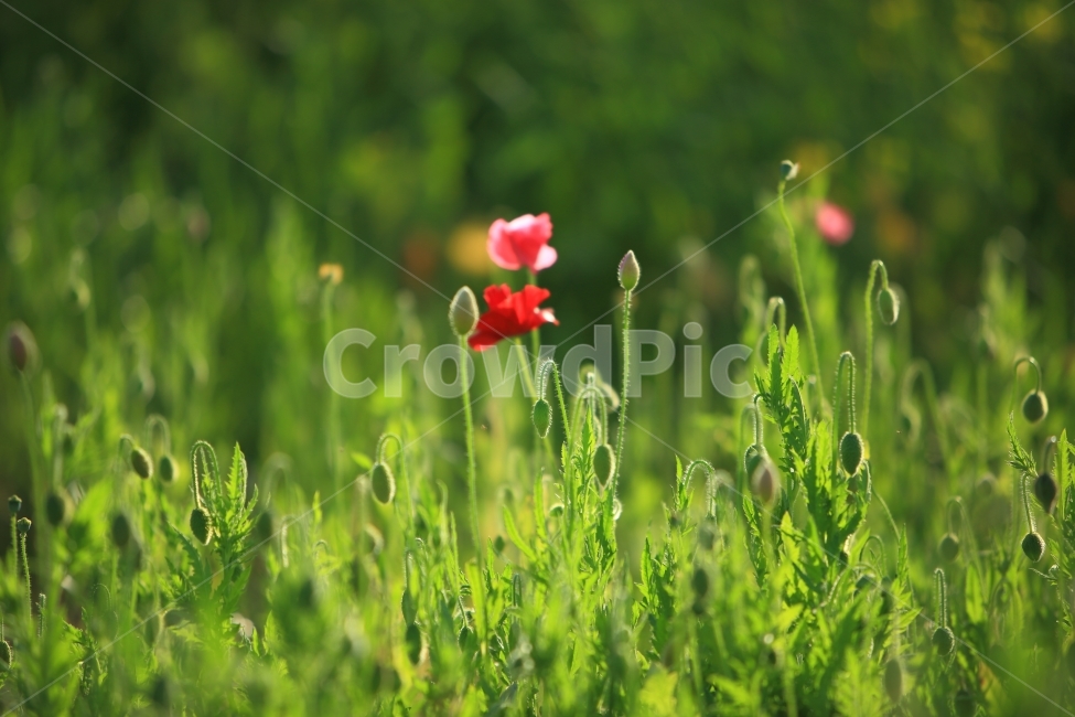 접사,꽃양귀비,자연,풍경,꽃,식물,자연,plants,nature,꽃,flower