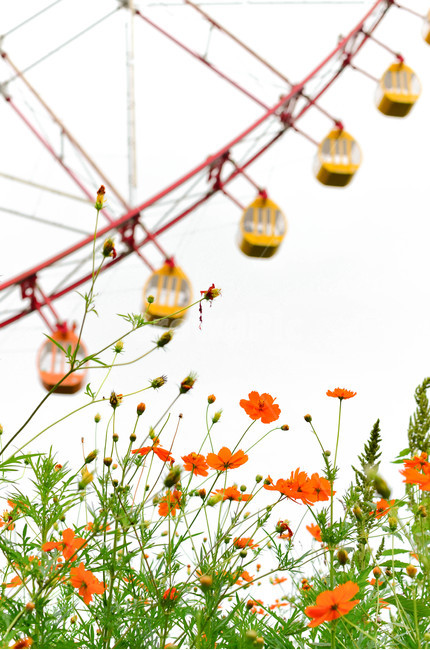 꽃,대관람차,식물,flower,plant,놀이공원,놀이동산,놀이터,amusement park,playground