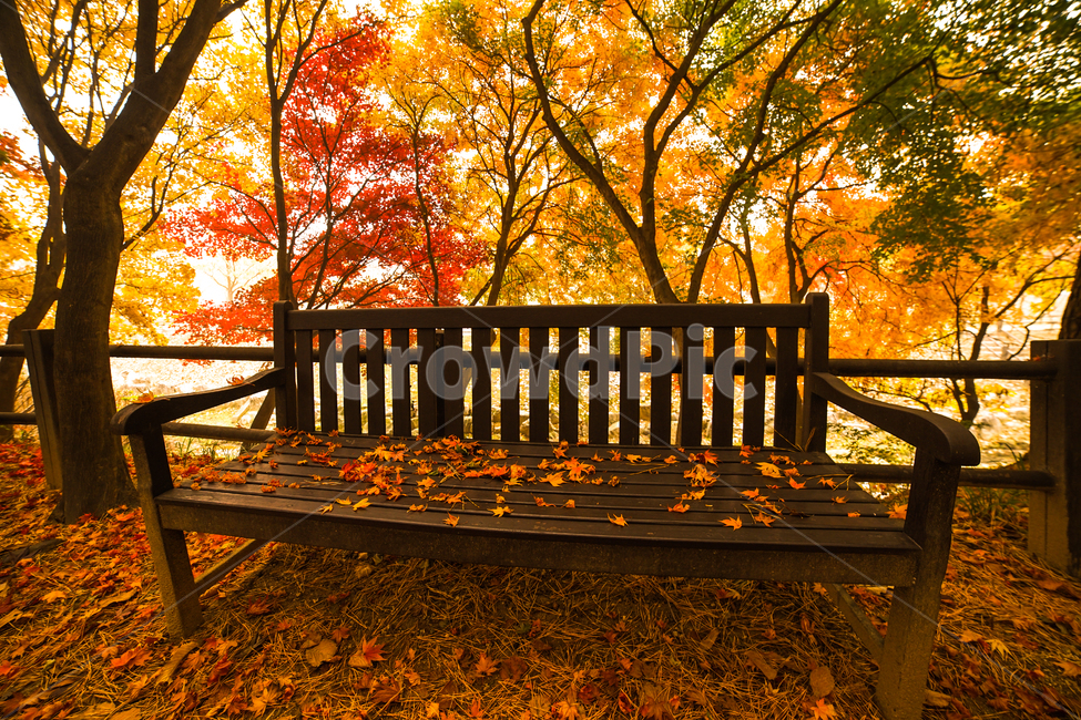 가을,단풍,낙엽,의자,공원,벤치,계절,감성,나무,숲,가을,계절,fall,autumn,season,휴식,힐링,rest,relaxation,healing,furniture,가구,park bench,공원 벤치,bench