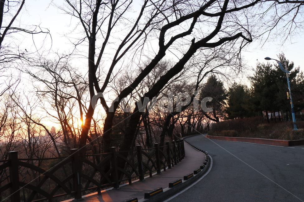 빛,석양,나무,숲,자연,공원,노을,저녁,어둠,햇살