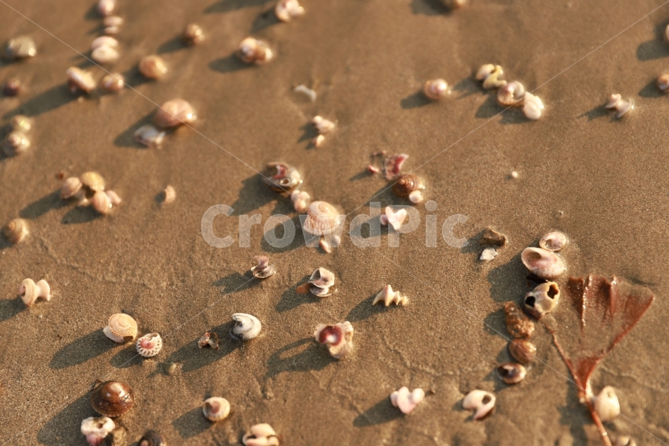바다,해수욕장,모래사장,조개,조개껍질,감성,해변,바다,beach,sea