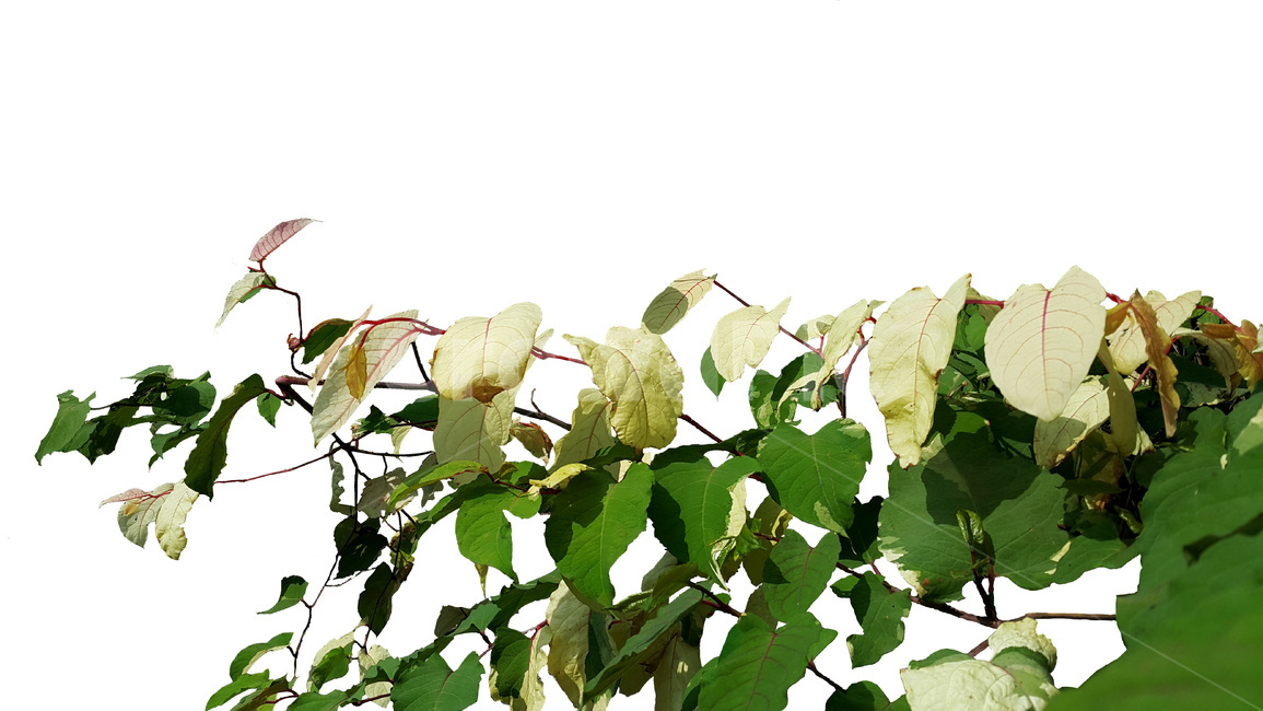 leaf,잎,plant,식물,꽃