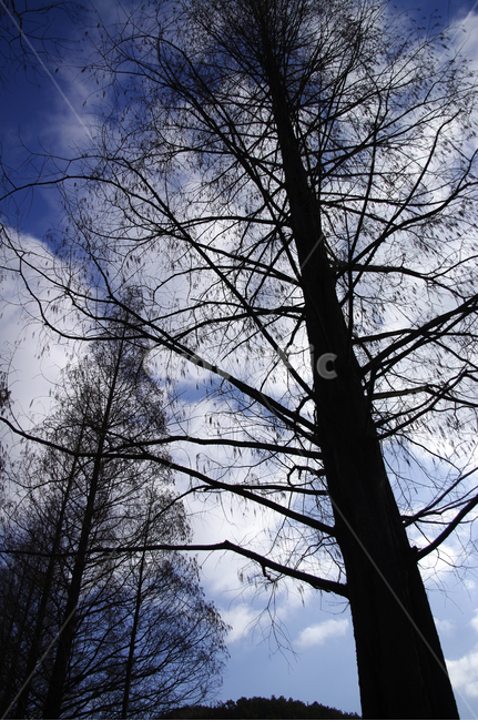 메타세콰이어,나무,가로수,겨울,하늘,식물,자연,plants,nature,나무,trees,wood