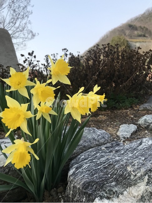 식물,plant,수선화,봄,하늘