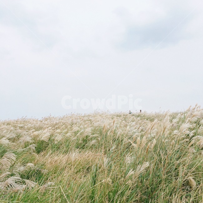 마라도,제주도,갈대밭,억새밭,갈대,억새,풀,자연,식물,풍경,하늘,sky,nature,jeju,자연,풍경,nature,landscape,제주도,jeju,jeju island,plant,grass,잔디,lawn