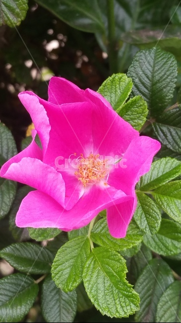 꽃,자연,계절,플라워,아름다움,색감,개화,flower,식물,자연,plants,nature,꽃,flower
