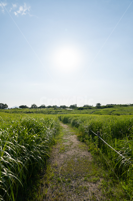 길,자연,초록,잔디,나무,공원,맑음,풍경,자연,풍경,nature,landscape
