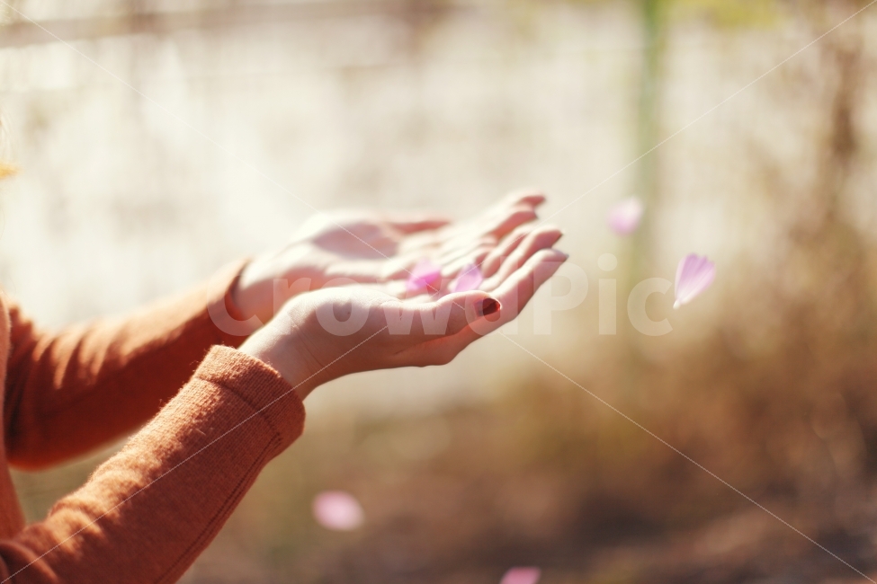 감성,감성사진,꽃잎,봄,낙화,봄,계절,spring,season,사람,인물,인간,human,person,신체일부,몸,body,감성,sensible,feeling,hand,손
