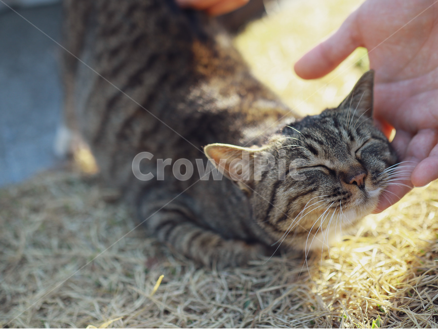 고양이,길고양이,애완동물,cat,pet,쓰담쓰담,alleycat,행복,happy,peace,평화,따뜻함,동물,animal,포유류,mammal,고양이,cat,kitten,kitty