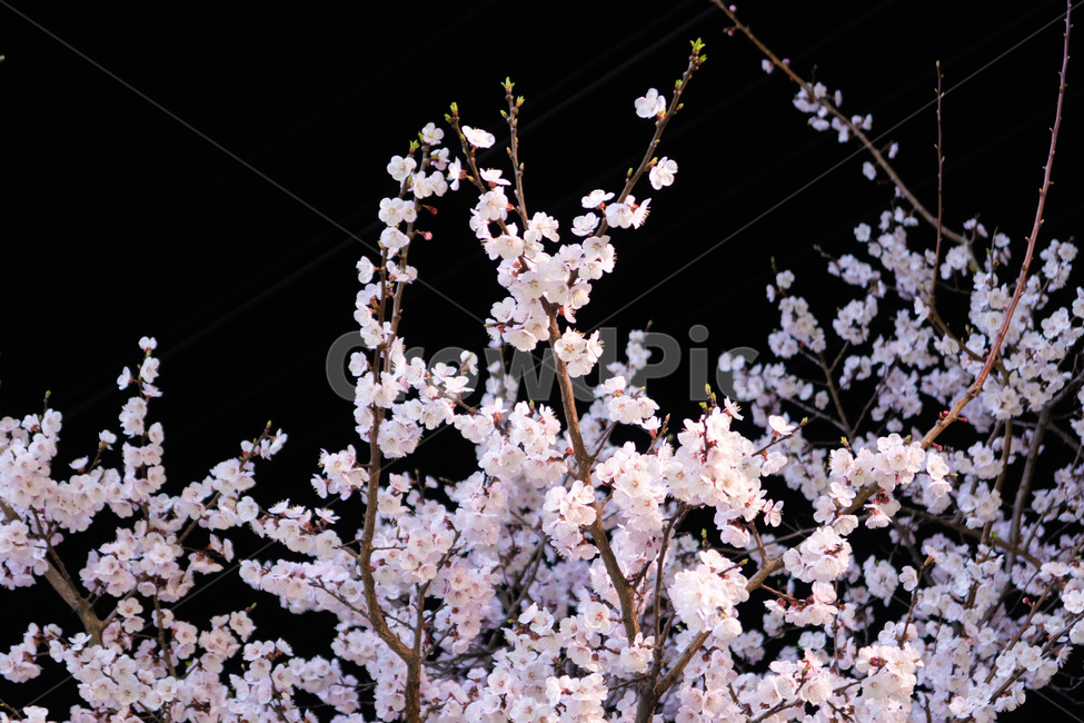 벚꽃,밤,cherryblossom,cherry,blossom,꽃,자연,분홍,저녁,풍경,봄,nature,tree,flower,pink,night,sakura,감성사진,봄,계절,spring,season,야경,밤,풍경,nightscape,night,landscape,식물,자연,plants,nature,꽃,flower,plant