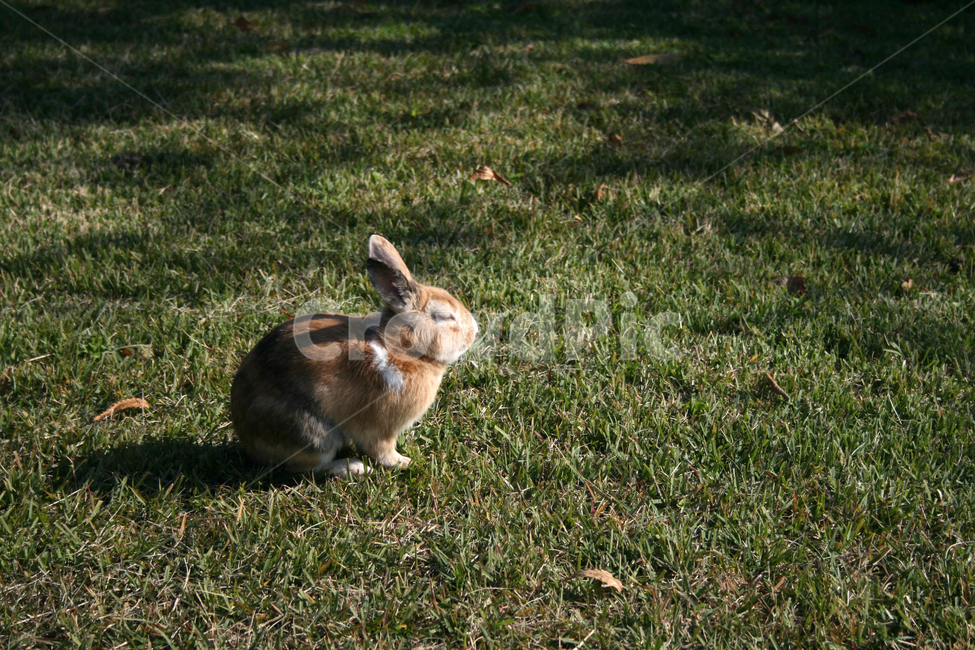 토끼,동물,잔디,공원,여유,잠,동물,animal,포유류,mammal,휴식,힐링,rest,relaxation,healing