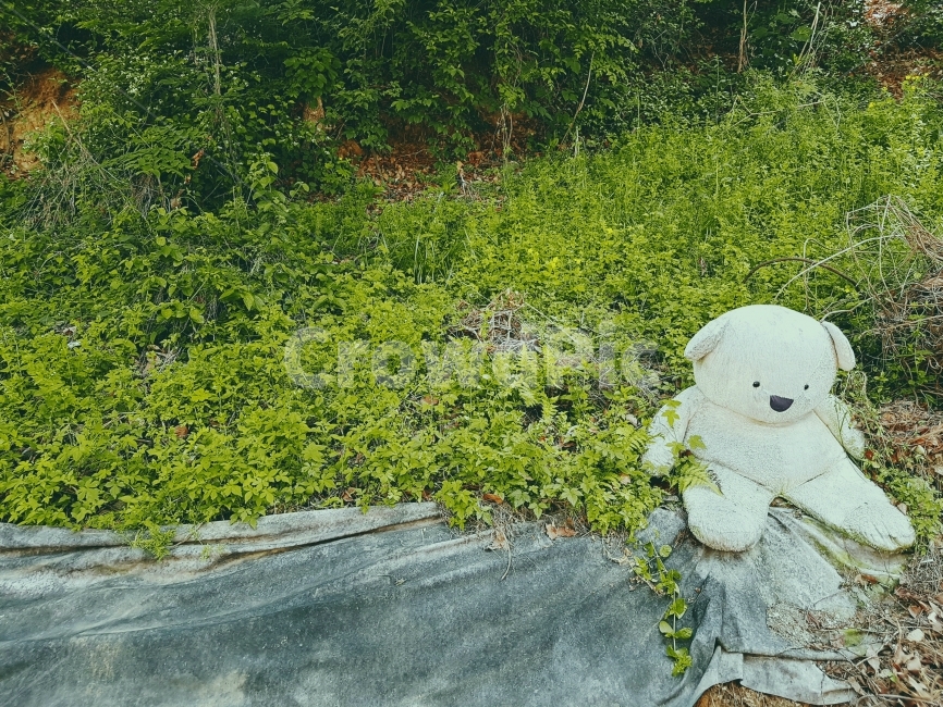 이별,인형,헤어짐,추억,연인,허름,곰인형,날씨,흐림,뒷산,색감,일상,farawell,bye,doll,teddybear,separation,memory,couple,shabby,weather,cloudy,hill,color,daily,사물,물건,오브젝트,thing,object,matter
