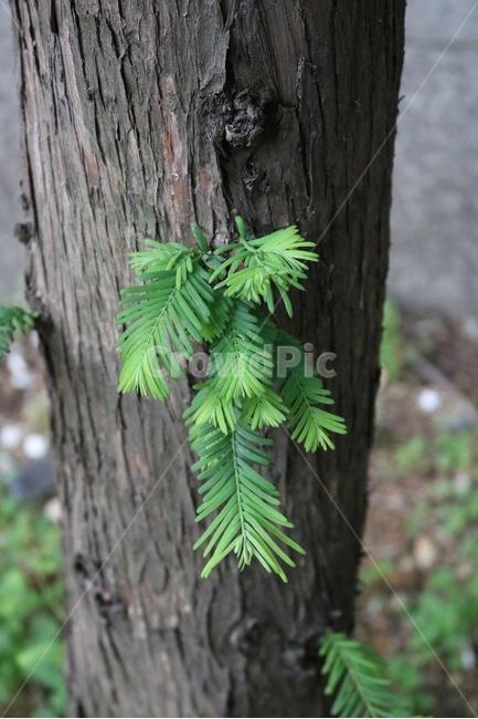 식물,나무,껍질,초록,plants,tree,peel,green,shokubutsu,ki,kawa,midori,침엽수,conifer,shinyouzyu,자연,nature,식물,자연,plants,nature,나무,trees,wood