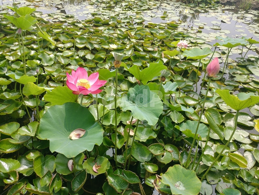 연꽃,꽃,식물,여름,연못,연잎,식물,자연,plants,nature,꽃,flower