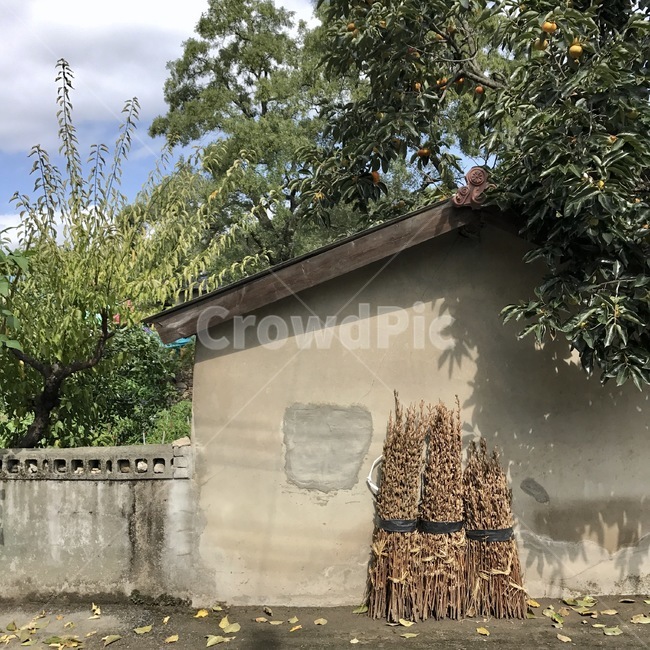 시골,가을,풍경,오래된집,countryside,home
