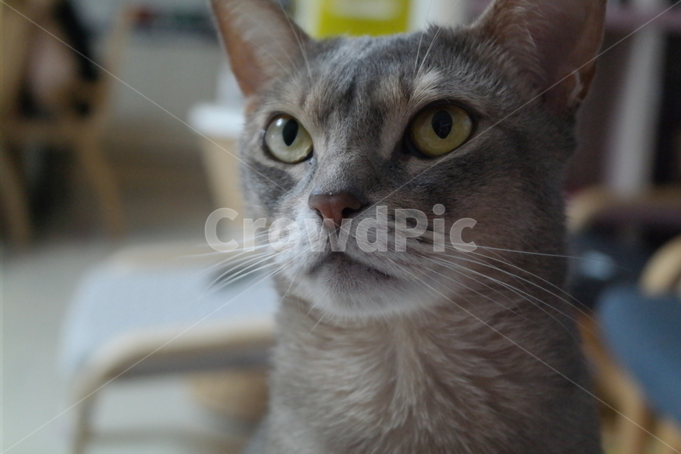 고양이,아비시니안,동물,냥이,반려동물,집고양이,아기,집사,시선,동물,animal,포유류,mammal,고양이,cat,kitten,kitty