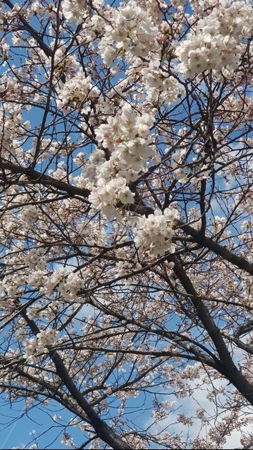벚꽃,개화,벚꽃놀이,꽃놀이,꽃송이,봄,계절,spring,season,plant,식물,flower,꽃,blossom,cherry blossom