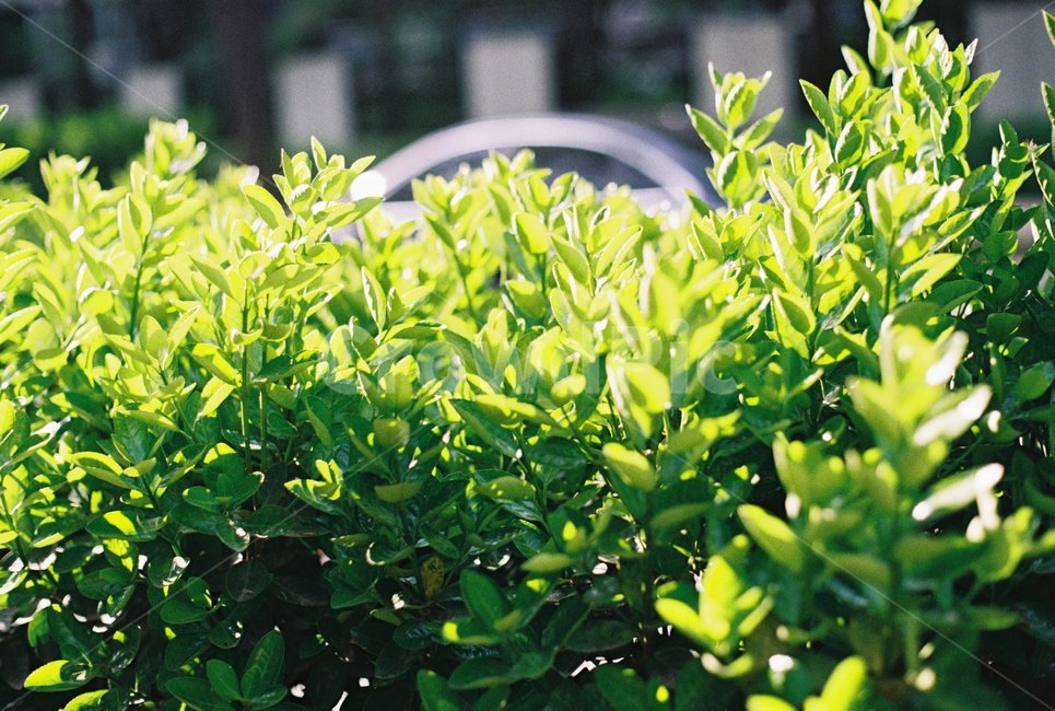봄,초록,연두,잎사귀,여름,빛,식물,자연,plants,nature