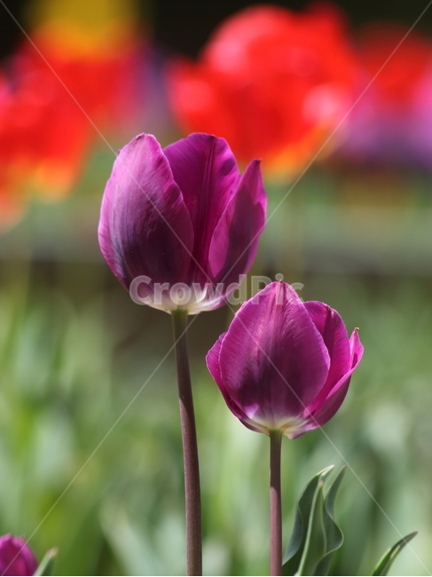 튤립,구근초,백합과,꽃,tulip