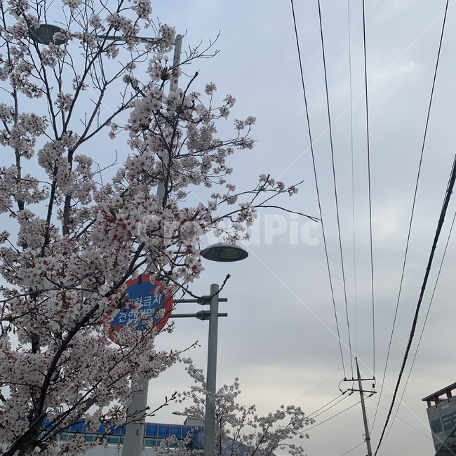 벚꽃,꽃,cherryblossom,봄,blossom