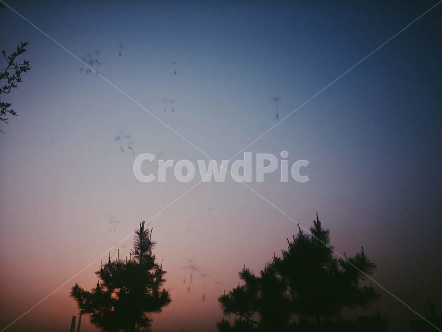 민들레,노을,풍경,감성,힐링,자연,풍경,nature,landscape,outdoors,옥외