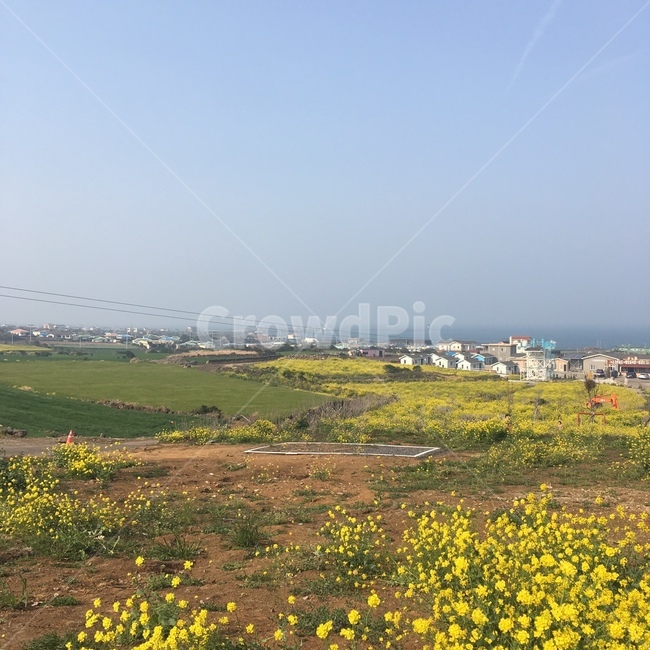 제주,하늘,우도,유채꽃,꽃,봄,계절,spring,season,시골,마을,풍경,landscape,country,rural,town,outdoors,옥외,grassland,목초지,field,들,nature,자연