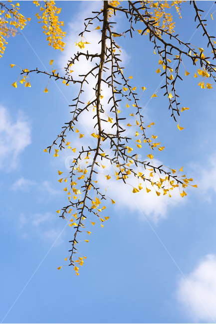 가을,풍경,나무,은행나무,하늘,가을,계절,fall,autumn,season,식물,자연,plants,nature