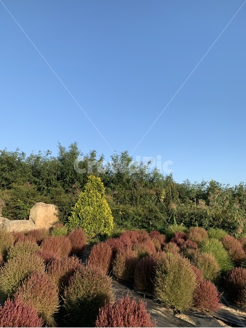 tree,나무,plant,식물,자연,식물,자연,plants,nature,나무,trees,wood