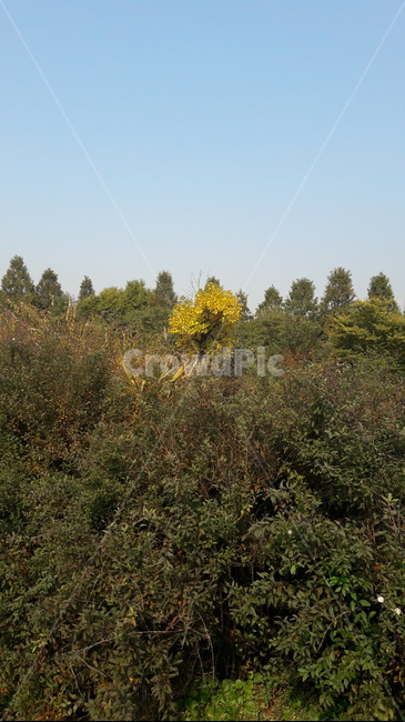 가을,하늘,단풍,아름다움,울긋불긋,자연,풍경,nature,landscape,tree,나무,plant,식물,fir,전나무,conifer,구과 식물
