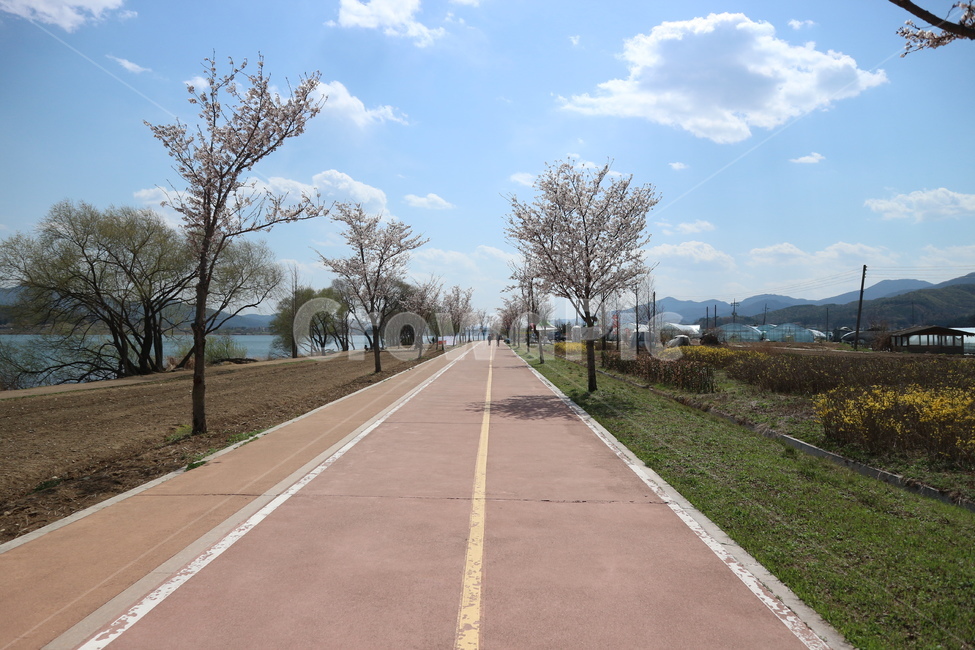 도로,벗꽃,운동,하늘,한적한,백그라운드,배경,달리기,조깅,야외,봄,계절,spring,season,자연,풍경,nature,landscape,한국자연풍경,한국자연경관,korea nature landscape,시골,마을,country,rural,town,road,freeway,고속 도로,highway,고속도로,asphalt,아스팔트