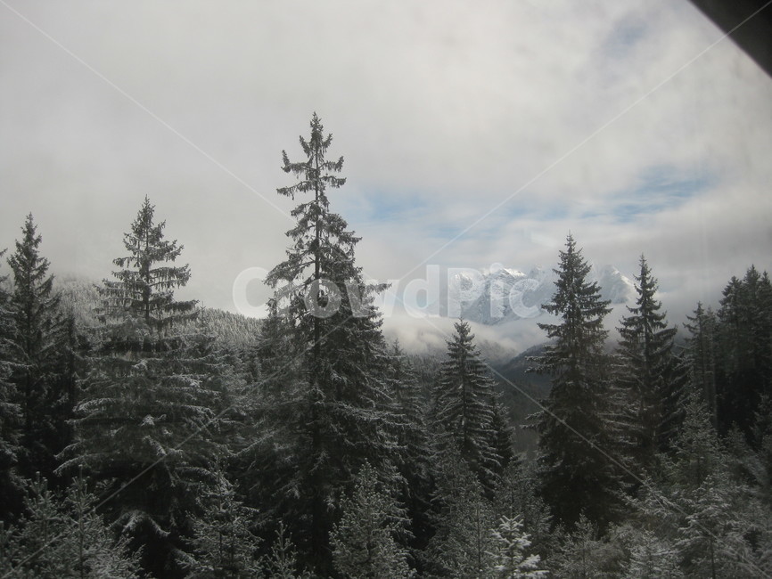 차창,겨울,nature,자연,outdoors,옥외,plant,식물,tree,나무,눈,snow,전나무,풍경