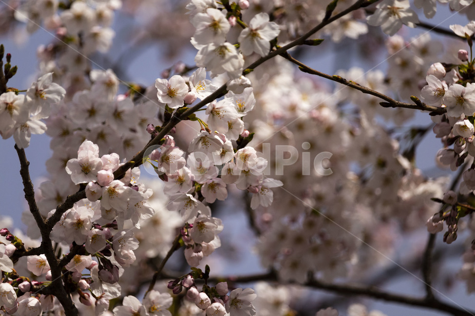 벚꽃,벚나무,cherryblossoms,봄꽃,벚나무꽃,흰꽃,식물,자연,plants,nature,꽃,flower