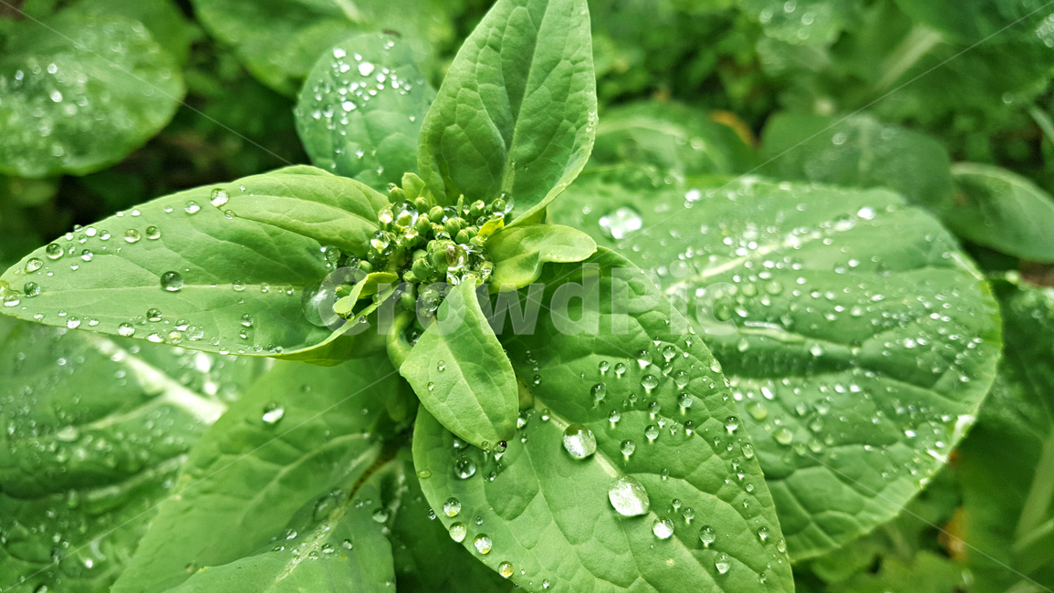 봄동,leaf,잎,plant,식물,빗방울,식물,자연,plants,nature