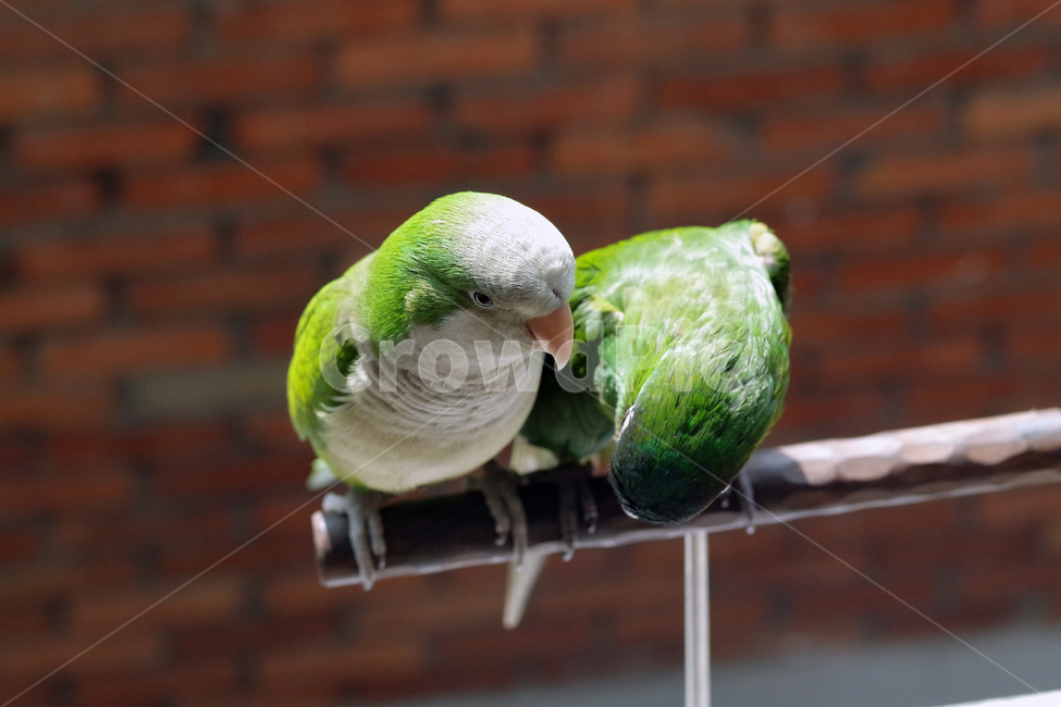앵무새,봄,동물,조류,한스마카우,퀘이커,PARROT,MACAW,QUAKER,SPRING,동물,animal,조류,새,birds