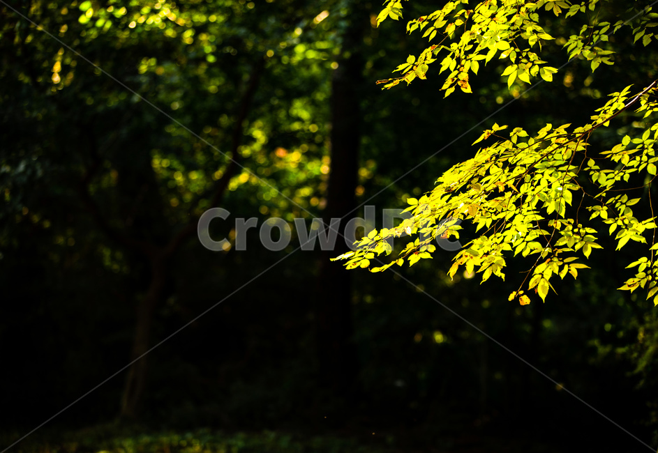 나무,자연,풍경,나무잎,가을,식물,자연,plants,nature