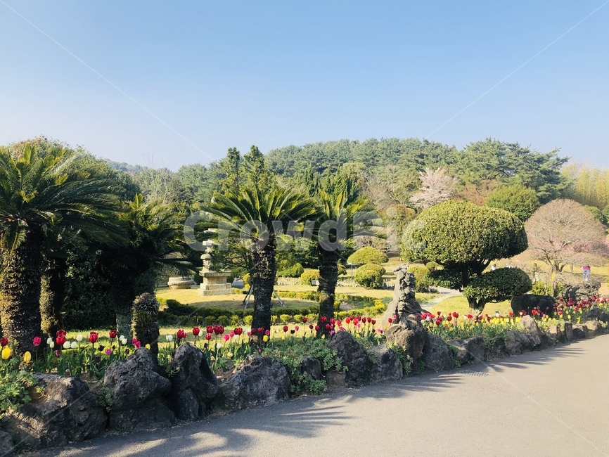제주도,풍경,꽃,정원,나무,나무