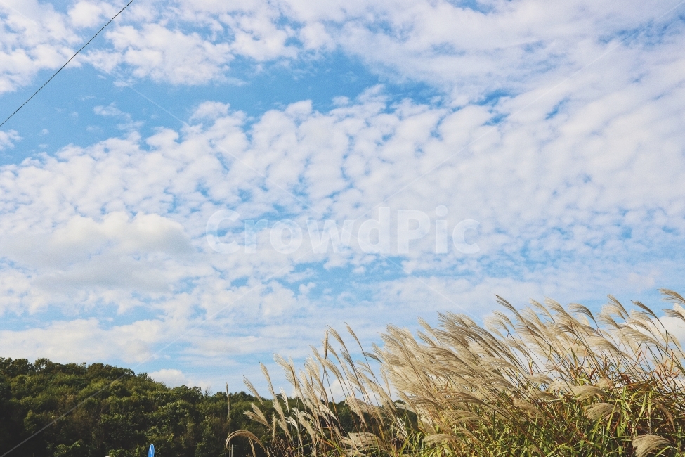 풍경,여행,가을,하늘,억새,구름,가을,계절,fall,autumn,season,자연,풍경,nature,landscape,grass,잔디,plant,식물,lawn,reed,갈대