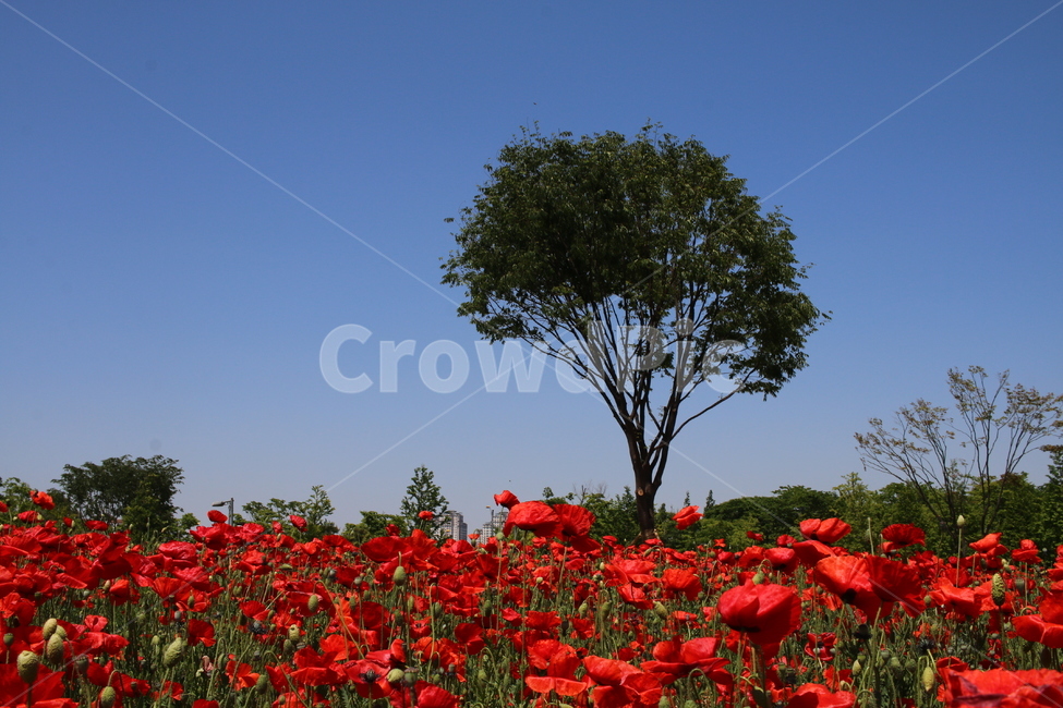 양귀비,나무,꽃,공원,red,자연,tree,park,식물,자연,plants,nature,꽃,flower,나무,trees,wood
