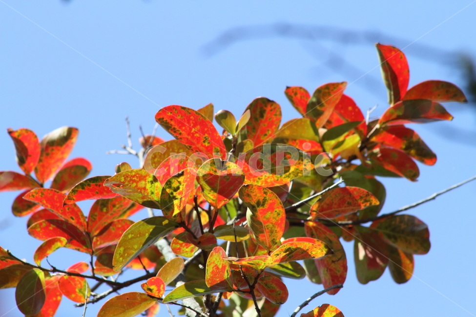 단풍,가을,식물,배롱나무,redleaves,가을,계절,fall,autumn,season,leaf,잎,plant