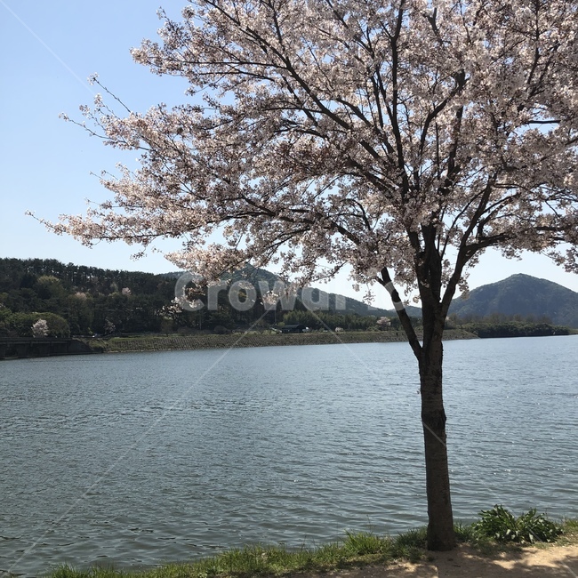 plant,식물,tree,나무,봄,벚꽃