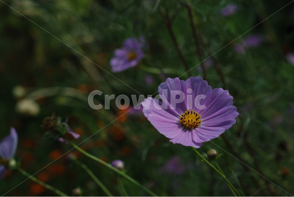 꽃,보라색,초록색,야외,한송이,가을,계절,fall,autumn,season,식물,자연,plants,nature,꽃,flower,plant