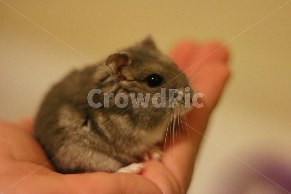 hamster,햄스터,귀여운,동물,손,햄찌,정글리안