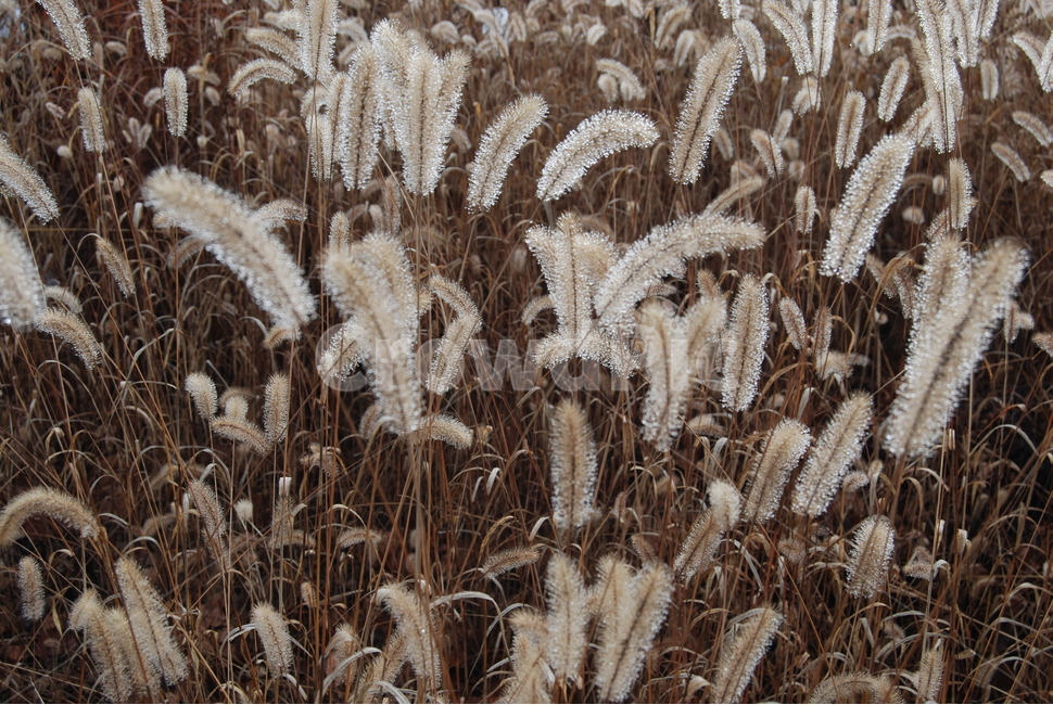 객산,자연,공원,가을,휴양림,가을,계절,fall,autumn,season,식물,자연,plants,nature,plant,grass,잔디,lawn