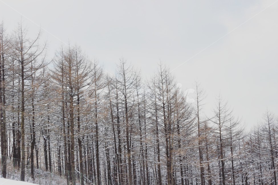 plant,식물,tree,나무,눈,겨울,겨울산,설경,하양,하얀,snow,mountain,겨울,계절,winter,season,나무,trees,wood