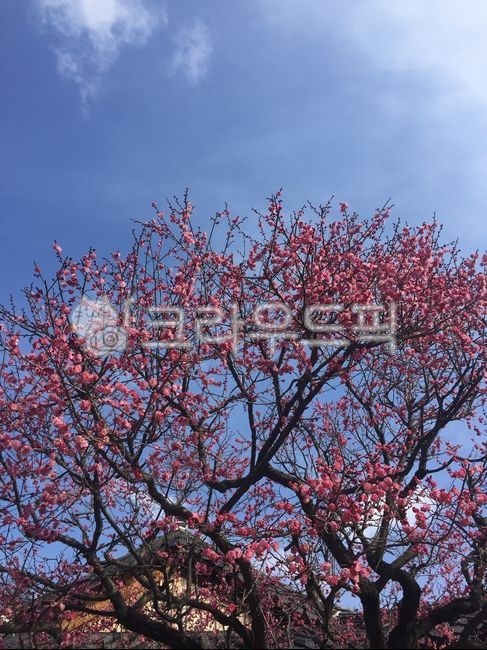 red plum blossom,spring flowers,blossom,plant,plum blossom,flower
