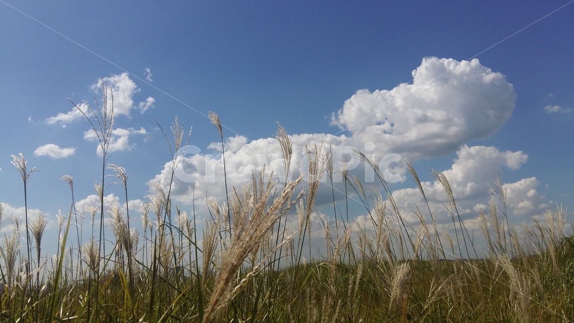 하늘,구름,가을,갈대,가을하늘,가을,계절,fall,autumn,season,자연,풍경,nature,landscape,grass,잔디,plant,식물,lawn