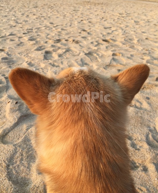 강아지,개,dog,sand,모래,동물